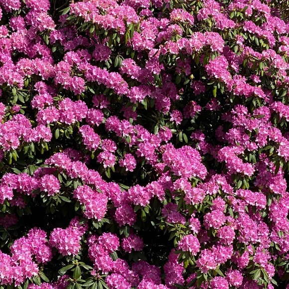 Meet your Posher, Colleen - Picture 1 of 1